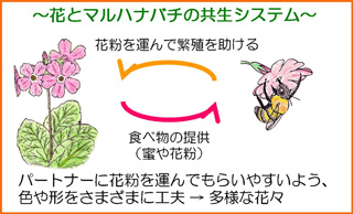 マルハナバチと植物の関係
